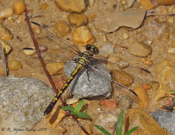 Progomphus obscurus, female